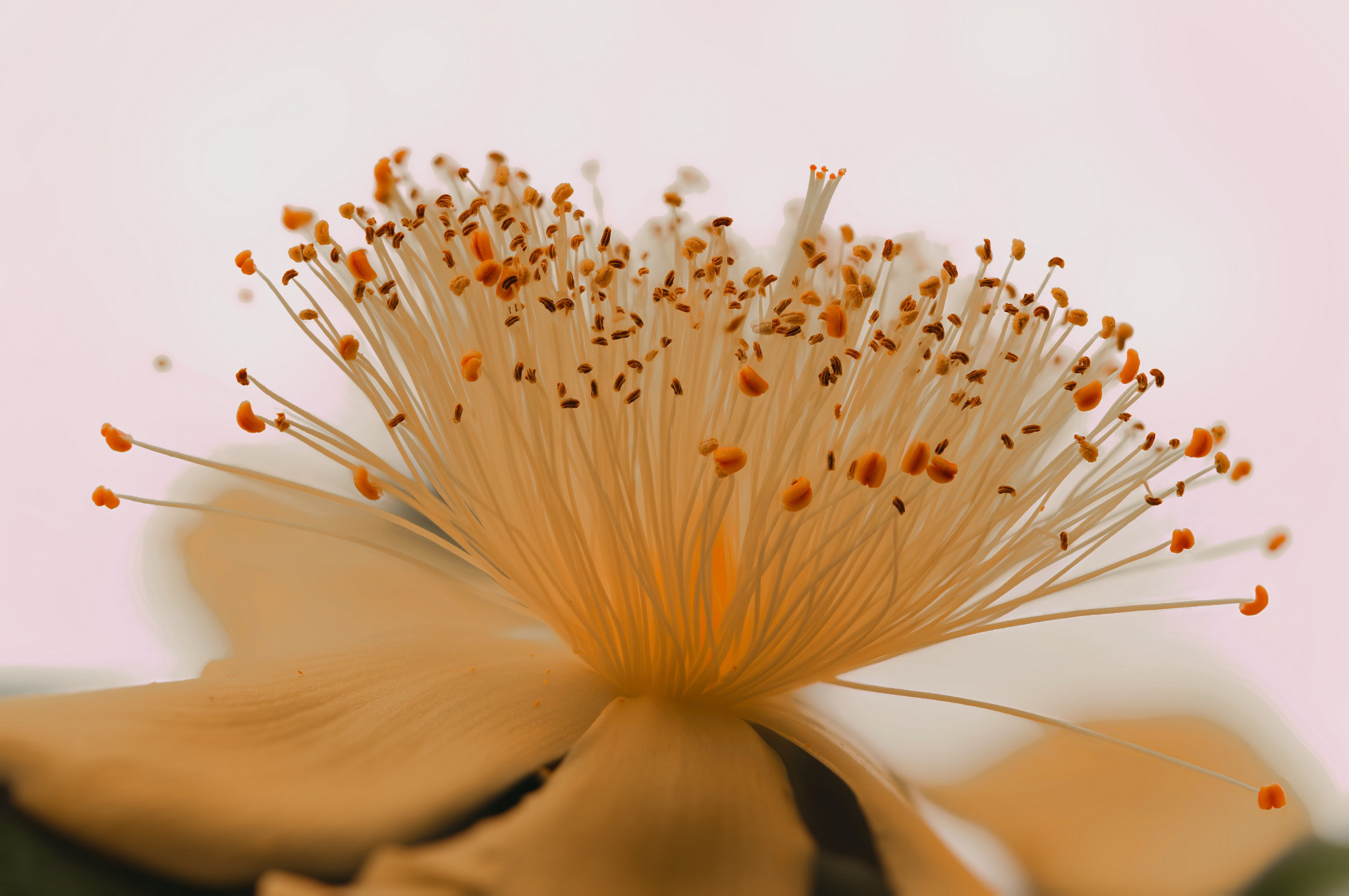 Großkelchiges Johanniskraut